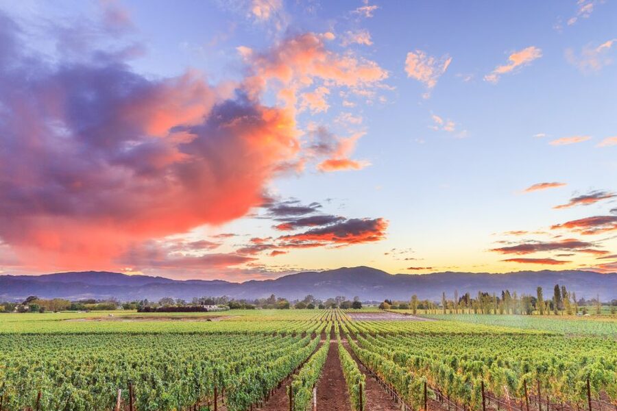 Napa Valley: Guided Wine Tour with Picnic Lunch - Transport and comfort: the good, the slightly awkward
