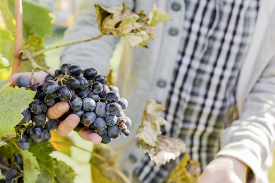 Napa Valley: Guided Wine Tour with Picnic Lunch - What to bring (and what not to overthink)