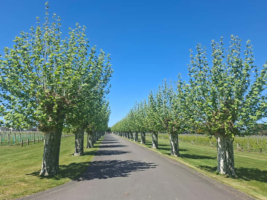 Napier: Afternoon Winery Tour Tasting at 3 Great Wineries - Silky Oaks Chocolates: Sweet Stops Are Part of the Wine Culture