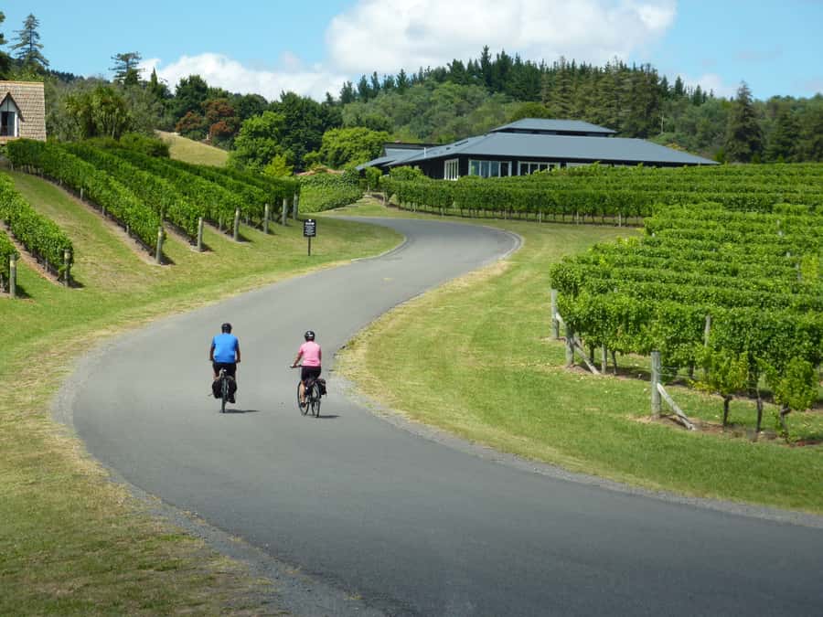 Napier: Cape Coast Winery Tour on E-Bikes - What you actually get in a 6-hour wine-and-coast e-bike day