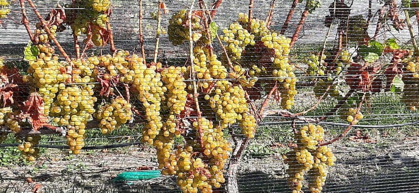 Napier: Winery + Gin Tasting Tour with Lunch Thu Fri Sat - Napier gin at the National Distillery: an art nouveau setting