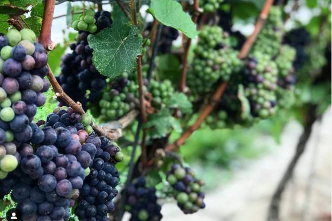 Niagara-On-The-Lake Guided Wine and Charcuterie Full-Day Tour - Getting to wine country: pickup windows and the “small group” factor