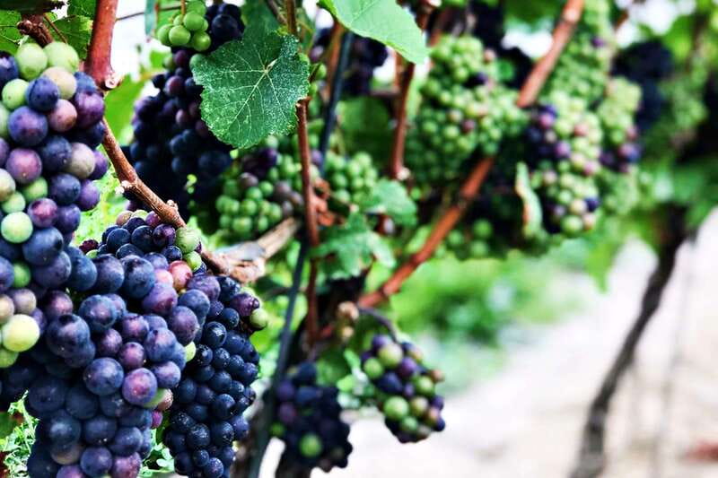 Niagara-on-the-Lake: Wine & Charcuterie Tour with Tastings - Why Niagara-on-the-Lake works better than a second day by the falls