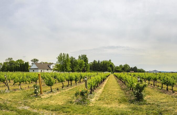 Niagara-on-the-Lake Wine Tour with Lunch -Private Tour in Classic English Cab - Setting Off From Niagara: The 11:30 Private Start That Saves Time