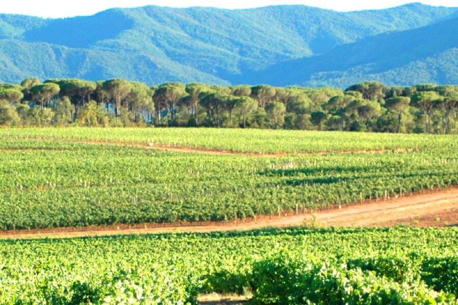 Nice: Full-Day Côtes de Provence Wine Tour - Village lunch break: time to eat, reset, and look around