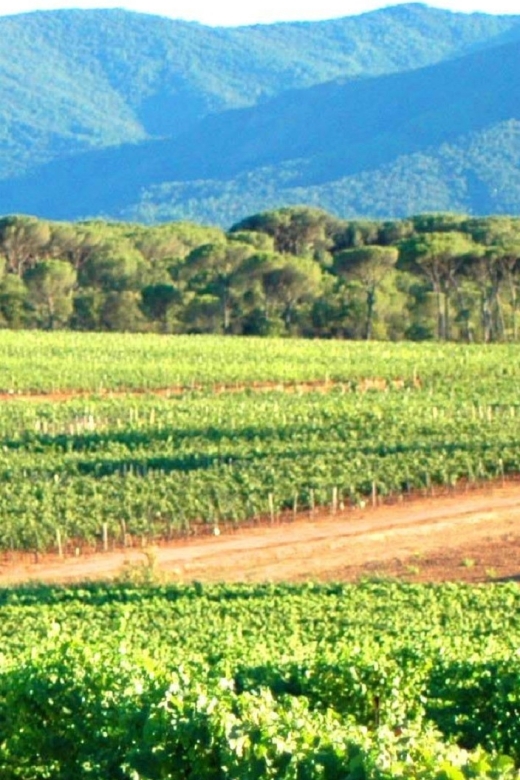 Nice: Full-Day Côtes de Provence Wine Tour - Duration and pacing: a full day, not a quick hit