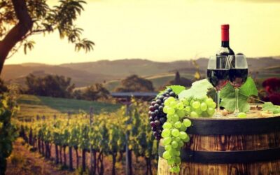 Nice: Provence Village Tour with Wine and Produce Tasting - Opio’s Olive Groves to a 15th-Century Oil Mill