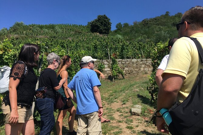 Northern Rhône Valley Wine tour from Lyon Half Day - Key highlights you’ll notice right away
