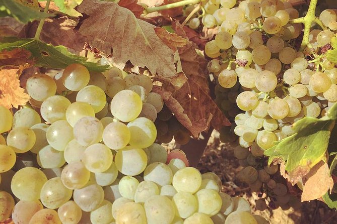 Northern Rhône Valley Wine tour from Lyon Half Day - Ampuis: Côte-Rôtie AOC and the vineyard lesson you can actually use