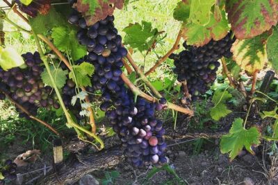 Northern Rhône Valley Wine tour from Lyon Half Day - Getting there: Bellecour meeting point and a realistic day length