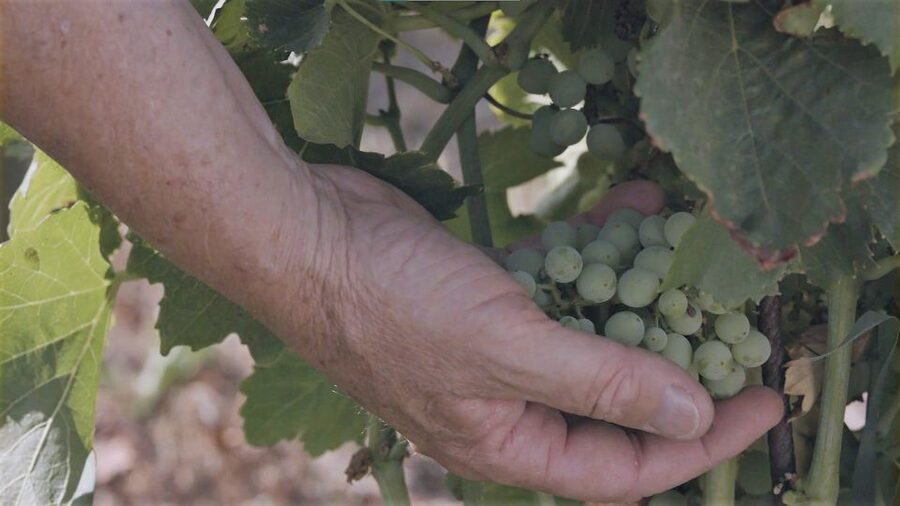 Olbia: Gallura Winery Guided Tour with Tasting - Price and value: why $61 makes sense for what you get