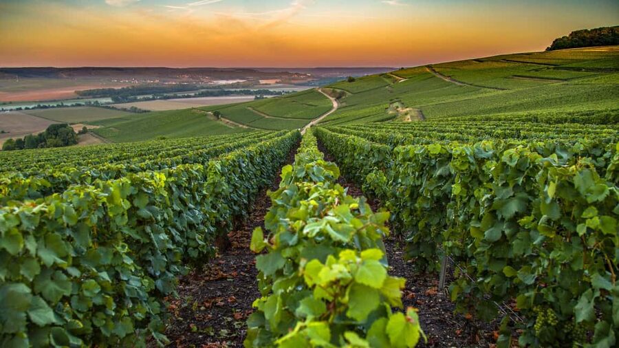 Organic Wine Tasting with Saint paul Half Day Tour from Nice - Half-day plans that fit Nice without the full-day grind