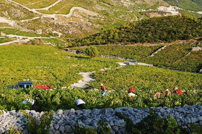 Oysters & Wine Tour From Dubrovnik (Small Group) - What weather and timing mean for your plans