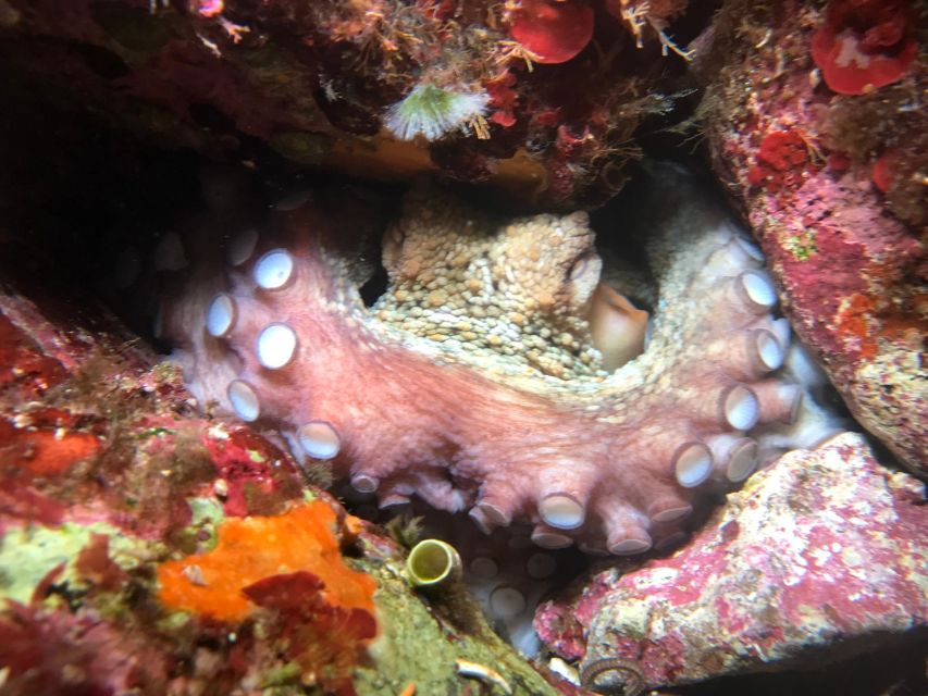 Palermo: Full-Day Snorkeling Boat Tour with Lunch and Wine - Mondello lunch on board: the break that makes it worth it