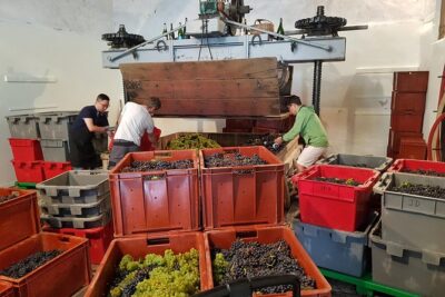 Paris Wine Day Tours exclusive Champagne tour incl. 3 visits - Reims: Cathedral first, then a big Champagne house visit and a proper lunch