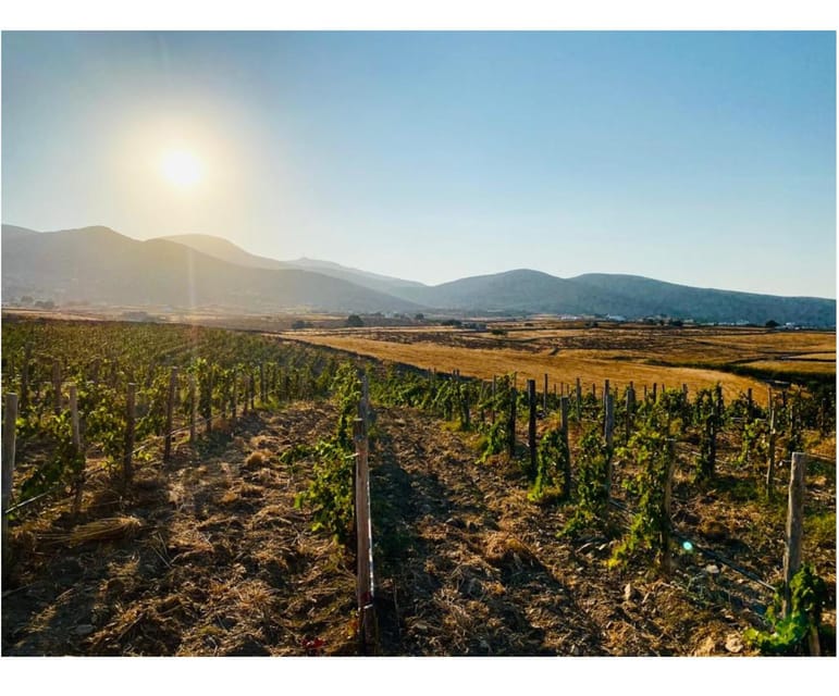 Paros: Wine tasting at Local Winery - Logistics: Timing, Walking, and Planning Your Stop