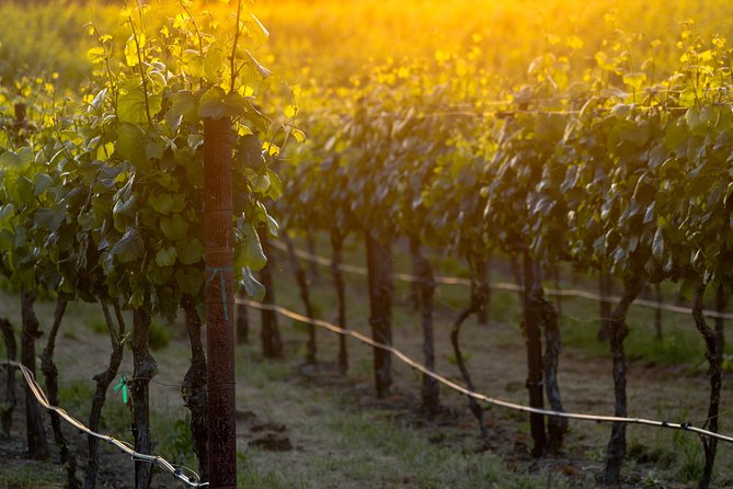Paso Robles Wine Adventure within the Paso Robles Wine Region - Your Full Day Schedule: From a Long First Tasting to 45-Minute Stops