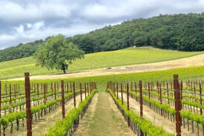 Paso Robles Wine Tour: We Drive Your Vehicle - Your 6 hours in Paso: how to build a day that doesn’t feel rushed
