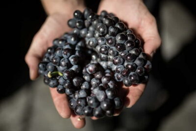 Passy-Grigny: Chocolate and Champagne Tasting Tour - Getting to Champagne Dom Caudron (and avoiding a headache)