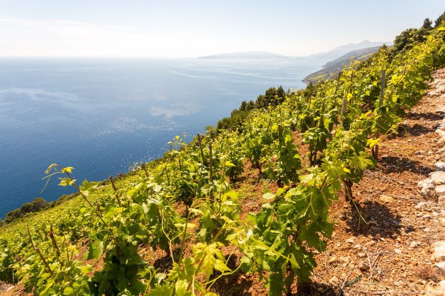 Pelješac Full-Day Wine and Food Tour from Dubrovnik - A Pelješac Food and Wine Day Starts With Oysters and Ston Salt
