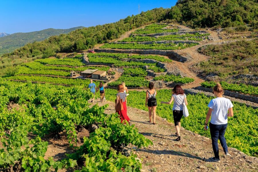 Pelješac Full-Day Wine and Food Tour from Dubrovnik - Organic Olive Oil, Homemade Liquors, and Snacks Between Sips