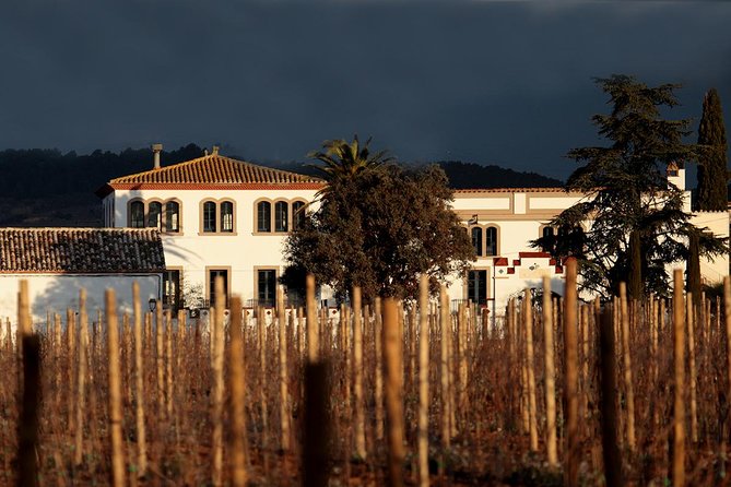 Penedes Wine & Cava Tasting & 4WD Vineyards Tour from Barcelona - The second winery by transfer: vineyards, cellars, and three wines