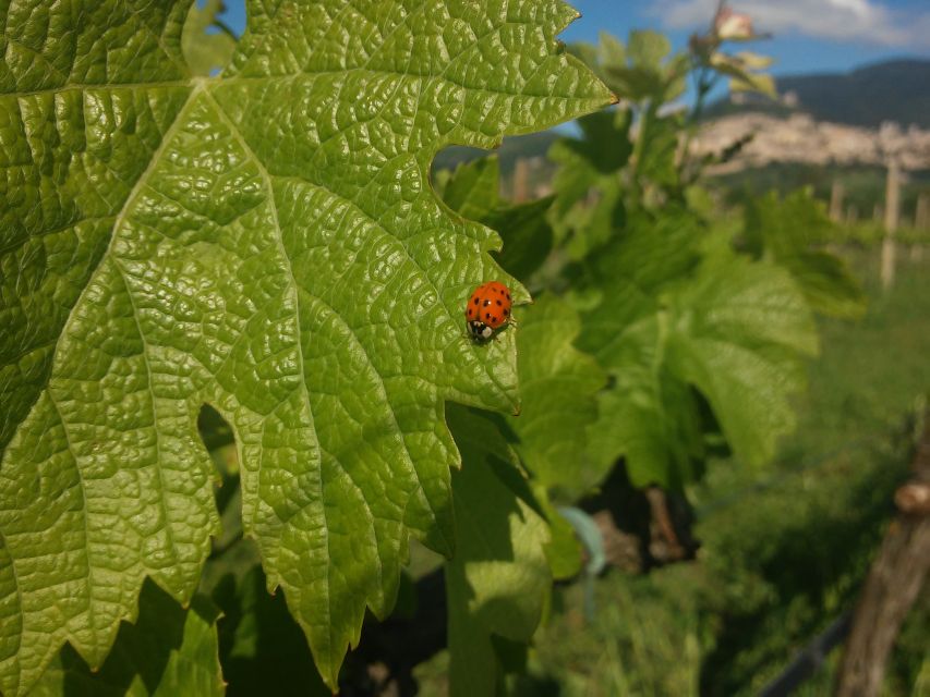 Pic nic Deluxe Assisi and wine tasting 5 wines - Key Highlights You’ll Actually Care About