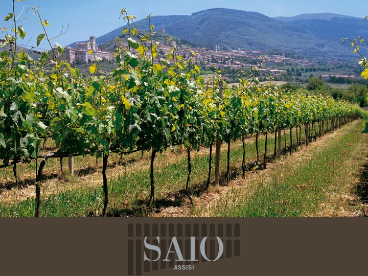 Pic nic Deluxe Assisi and wine tasting 5 wines - Who Should Book This SAIO Assisi Picnic Experience