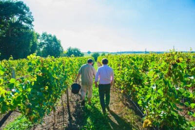 Picnic in the Vines - A Unique Loire Wine Experience - Wine tasting in the tasting room: Cabernet Franc and Chenin blanc, plus variety
