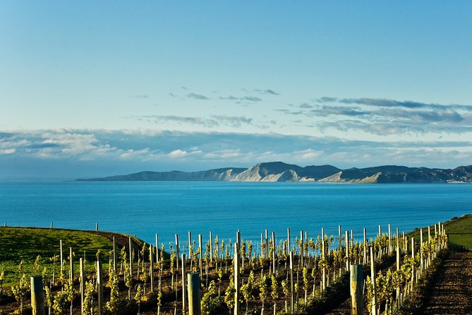Picton Cruise Ship Shore Excursion Marlborough Wine Tour - Picton port pickup and minibus comfort (and why timing matters)