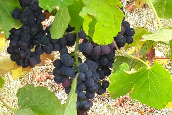 Picton Cruise Ship Shore Excursion Marlborough Wine Tour - Vineyard tour and Marlborough wine talk: what to listen for