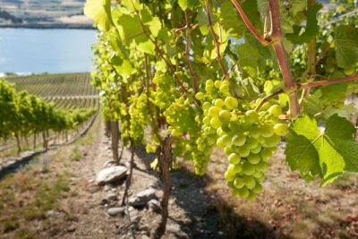 Picton Cruise Ship Shore Excursion Marlborough Wine Tour - Cellar doors in Marlborough: how the tasting plan works