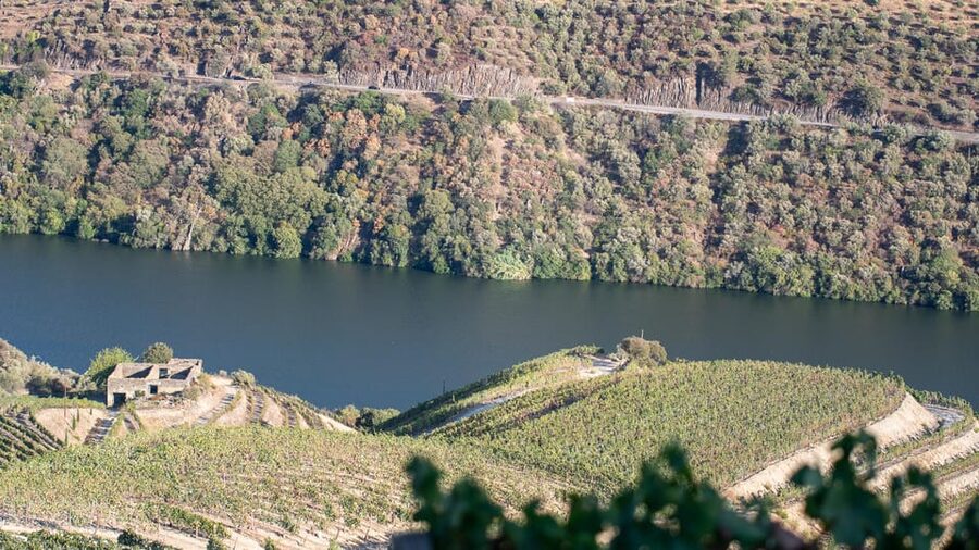 Pinhão: Quinta da Formigosa Vineyard Tour and Wine Tasting - Small-group tour dynamics: why up to 8 people is a win