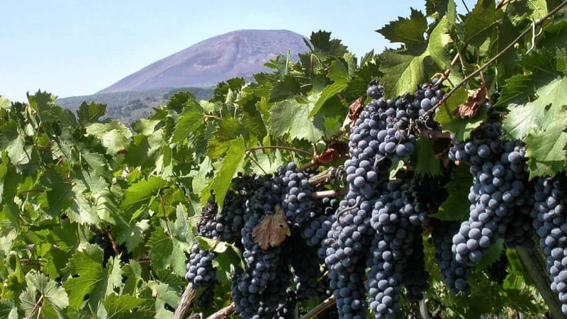 Pompeii: Archeological Tour & Wine Tasting at Mt. Vesuvius - The domus portion: frescoes and mosaics you’ll want to stop for