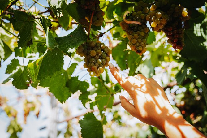 Pompeii Guided Tour & Lunch with Superior Wine Tasting - Comfort checklist for closed-toe ruins and vineyard time