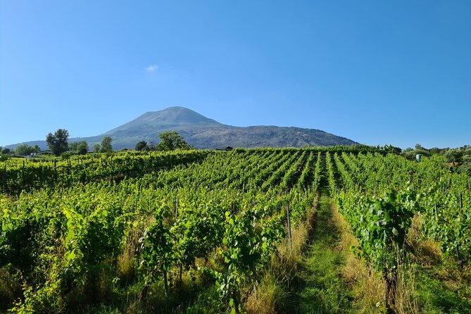 Pompeii Guided Tour & Lunch with Superior Wine Tasting - Who should book this Pompeii and wine combo