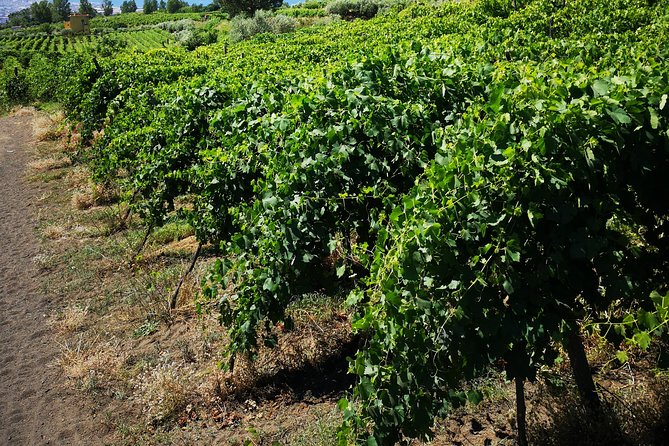 Pompeii Tour & Lunch with Wine Tasting Experience - Price and Value: Is $120.98 Worth It?