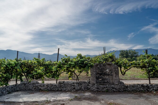 Pompeii Vineyard Escape: Private Wine Tasting & Lunch - Should You Book Pompeii Vineyard Escape: Private Wine Tasting & Lunch?