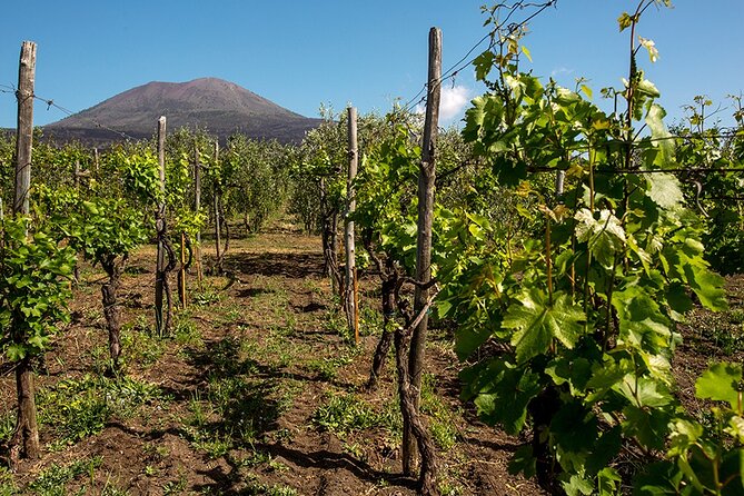Pompeii with Wine Tasting and Lunch from Naples - Key highlights to know before you go