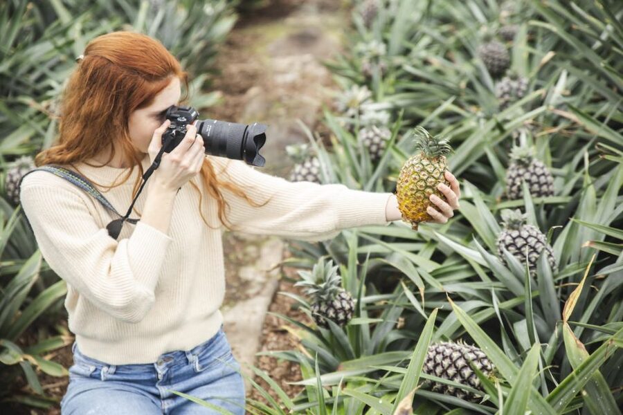 Ponta Delgada: Pineapple wine tasting and pineapple tour - Quick hits before you go