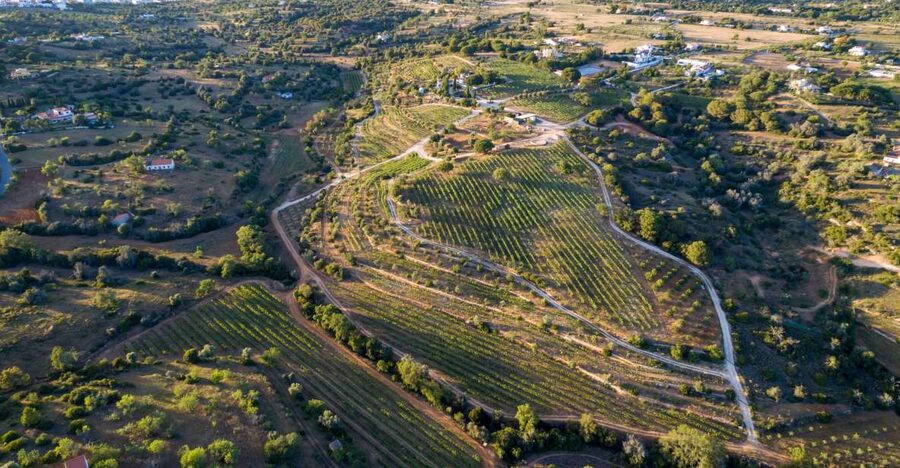 Porches: Algarve Vineyard Tour and Wine Tasting Experience - Key highlights worth planning for