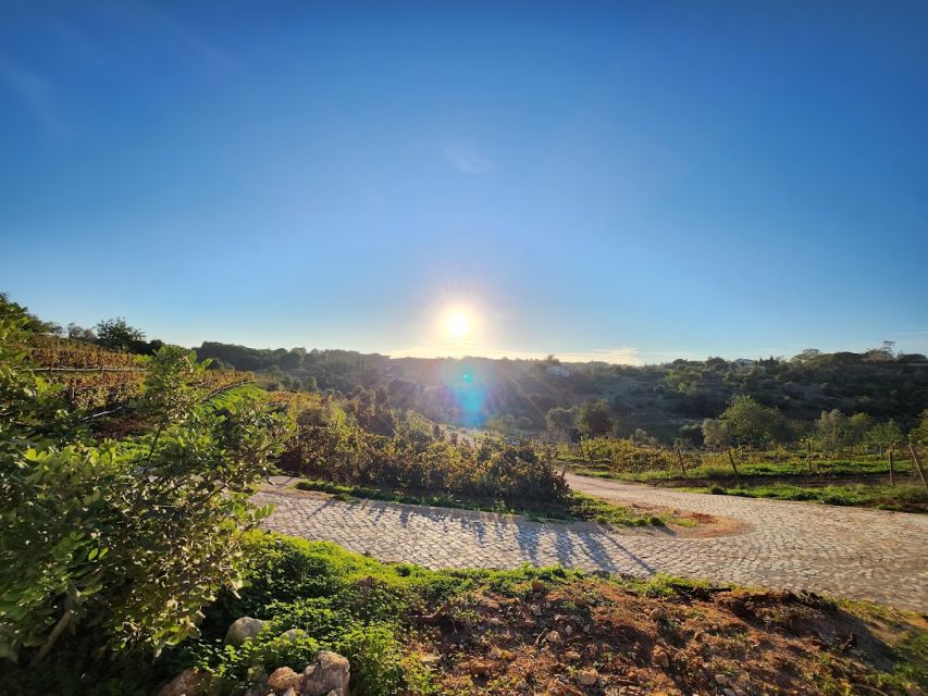 Porches: Algarve Vineyard Tour and Wine Tasting Experience - Porches to Quinta dos Capinhas: what makes this Algarve tasting different