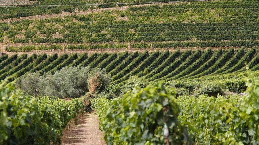 Porto: Douro Valley Tour at 2 Wineries with Lunch and Cruise - Pinhão Rabelo cruise: the moment the Douro clicks