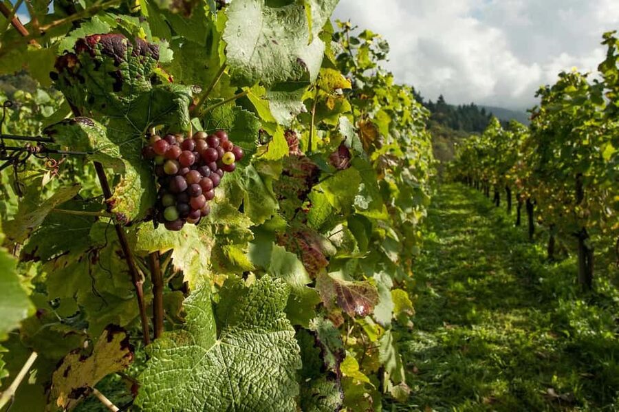 Porto: Douro Valley Tour at 2 Wineries with Lunch and Cruise - Two winery visits: tastings, local products, and Port/DOC comparisons