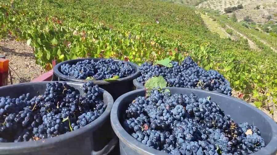 Porto: Douro Valley Tour with 2 Wineries, Lunch and Cruise - What to pack and how to enjoy it in rain or wind