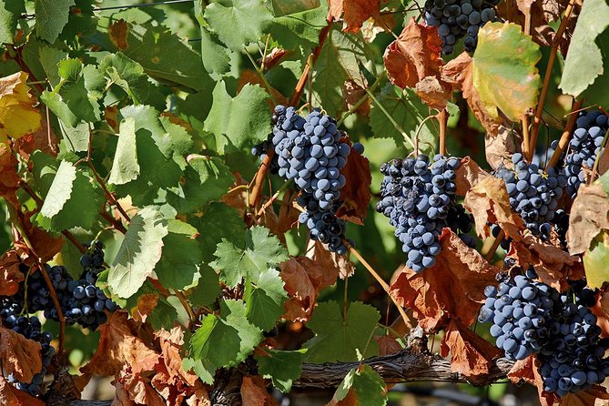 Porto: Douro Valley Wine Tour Including Lunch - Lunch in the valley: a real 3-course break with wine