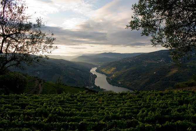 Porto: Douro Valley Wine Tour Including Lunch - Final estate visit in Folgosa: another look at wine from vineyard to bottle