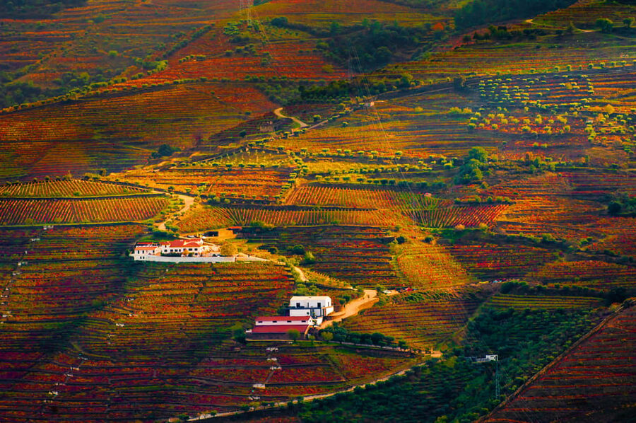 Porto: Douro Valley Wine Tour with a Sommelier & Boat Trip - Second winery in the Douro: 5th generation connections and aged Port