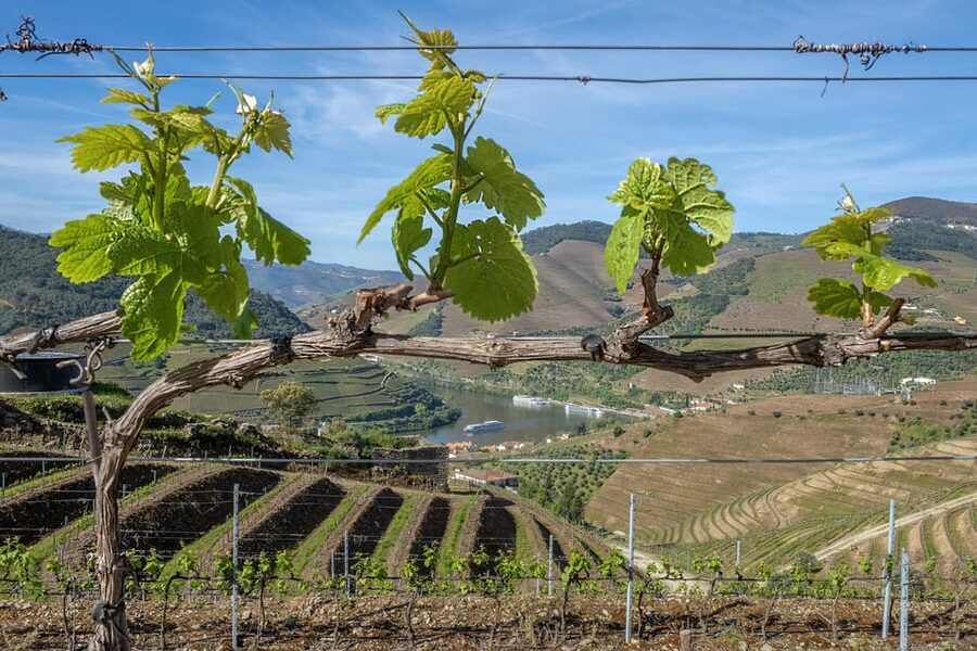 Porto: Douro Valley Wine Tour with a Sommelier & Boat Trip - The tasting math: why 15 wines feels like value, not a gimmick