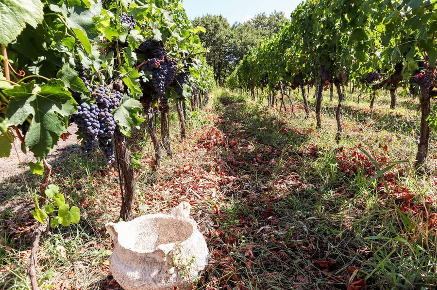 Porto: Douro Valley Wine Tour with a Sommelier & Boat Trip - Group size and guide style: the “friend of the family” effect